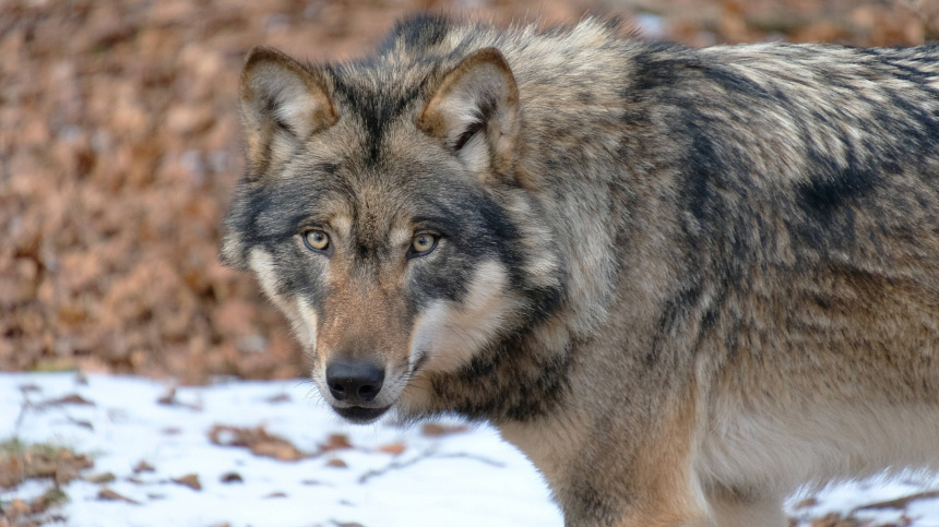    Фото: www.globallookpress.com/IMAGO/Martin Wagner