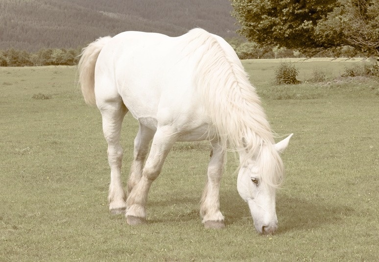 Притча про правильное отношение к событиям