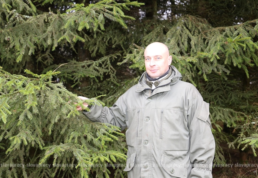     Елки – будут! А ельники? Вся правда о "исчезновении" главного символа Нового года