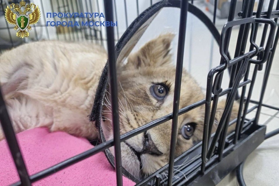    Московский блогер передал волонтерам львицу с переломами лам и позвоночника прокуратура Москвы