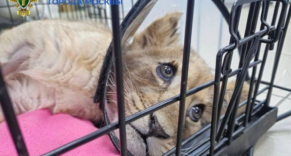    Прокуратура Москвы