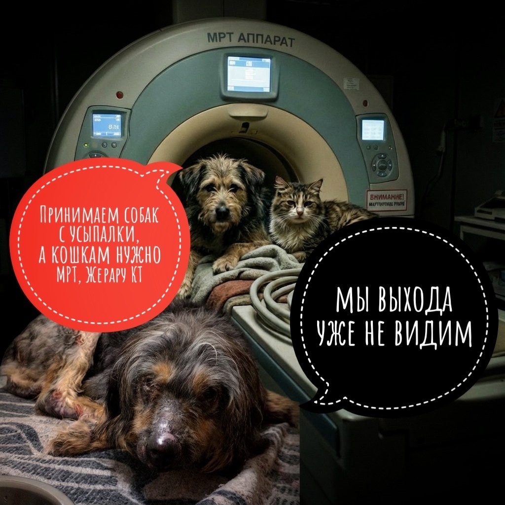 Жерар, кошки, МРТ, новые сбитые собаки и СОБАКИ-СМЕРТНИКИ! Помогите...
