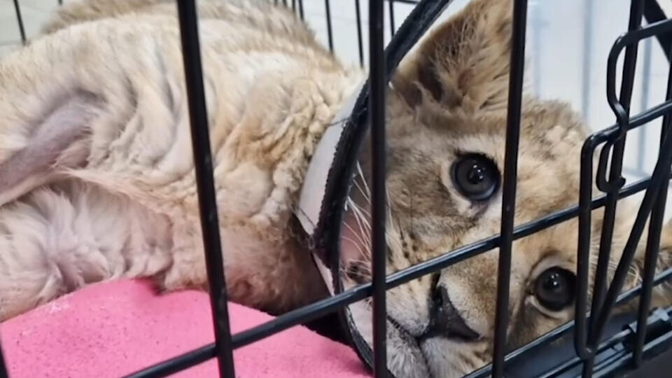     Прокуратура начала проверку из-за изъятого у блогера искалеченного львенка t.me/Парк львов ЗЕМЛЯ ПРАЙДА