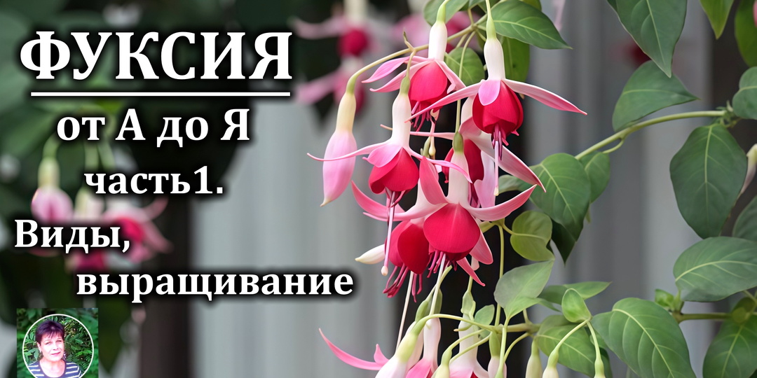 Фуксия в доме: что нужно знать, чтобы она цвела, а не капризничала