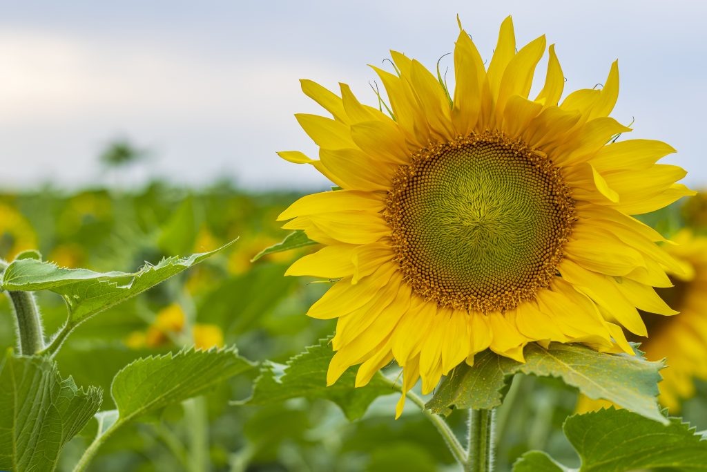    A lonely bright yellow sunflower stands against a background of a green field and a blue summer sky admin