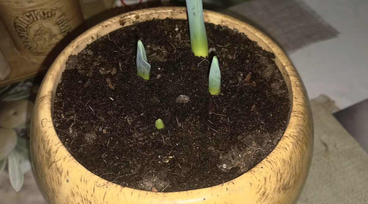 Тюльпаны всходят  неравномерно 