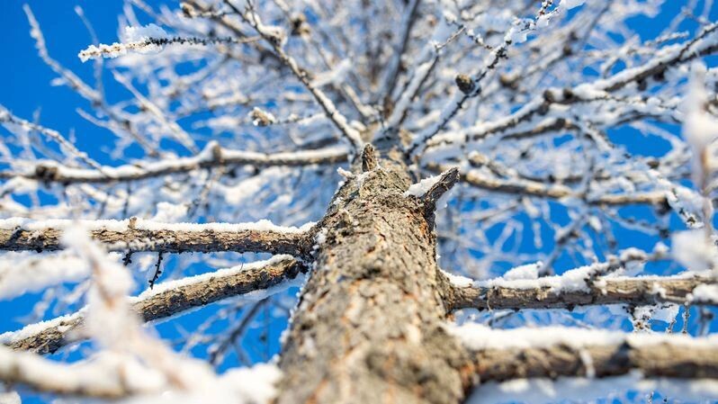    Фото: Федор Воронов / «Ямал-Медиа»