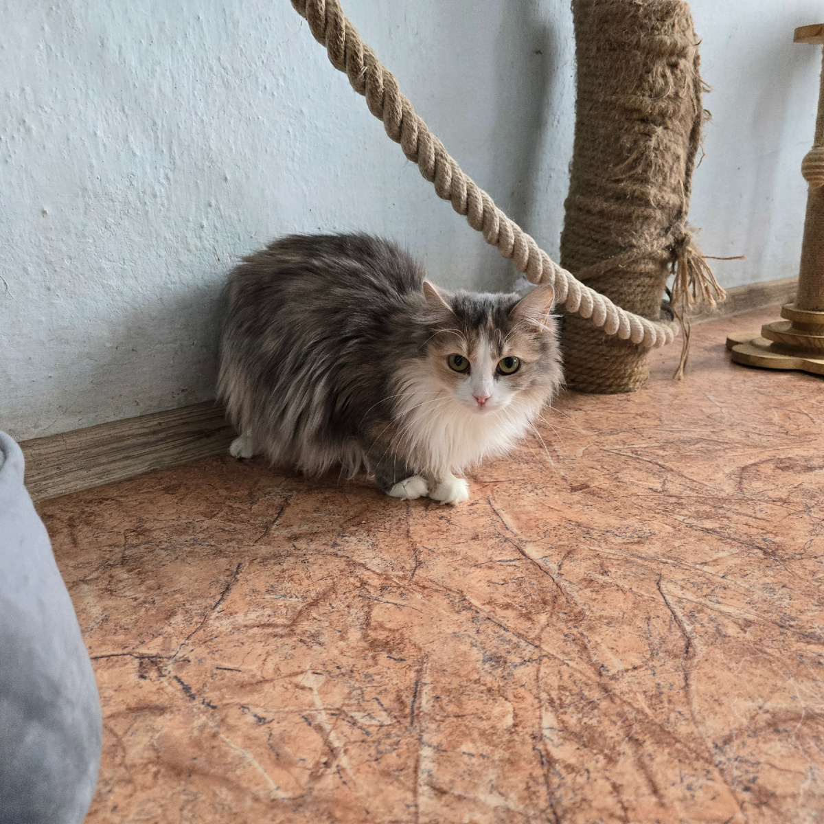 пушистый комочек надежды прижался к веревке