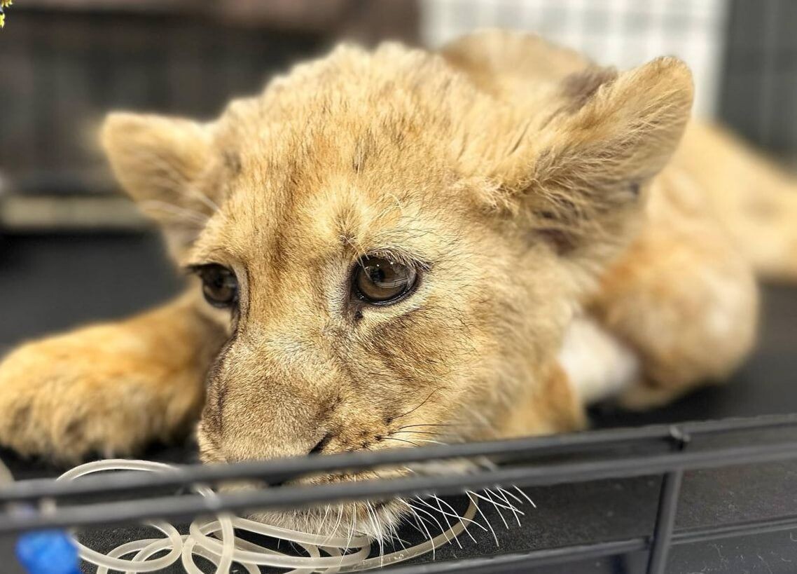     / Источник: Прокуратура Москвы