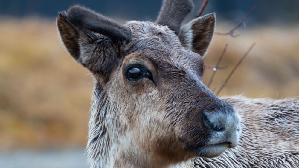     Фото: Snorre Roberg/Shutterstock/FOTODOM