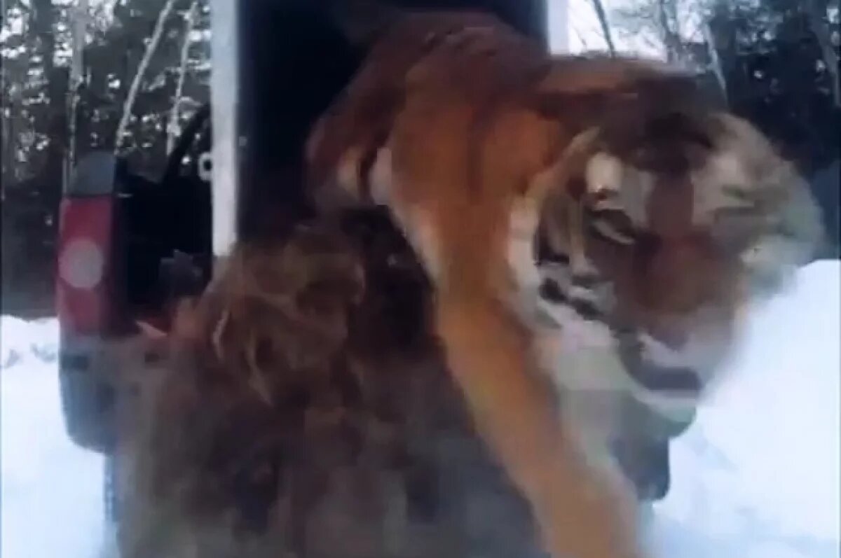    Амурского тигра, отловленного у Барабаша в Приморье, выпустили в тайгу