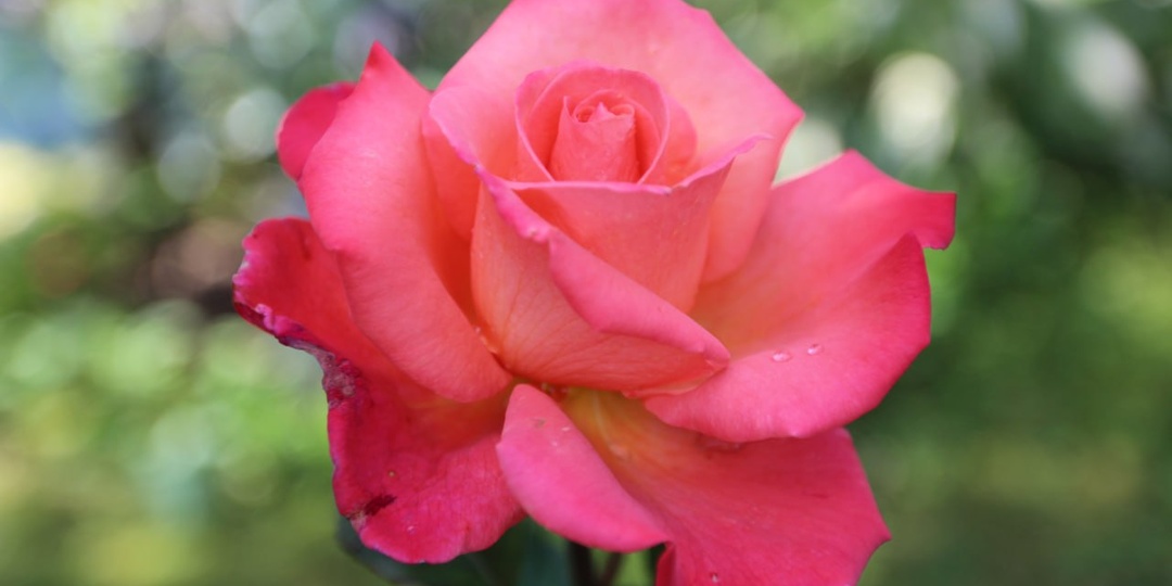 Розы для новичков.