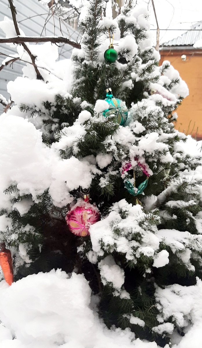 Ель Коника из Магнита прижилась на участке, была куплена за 199 руб.