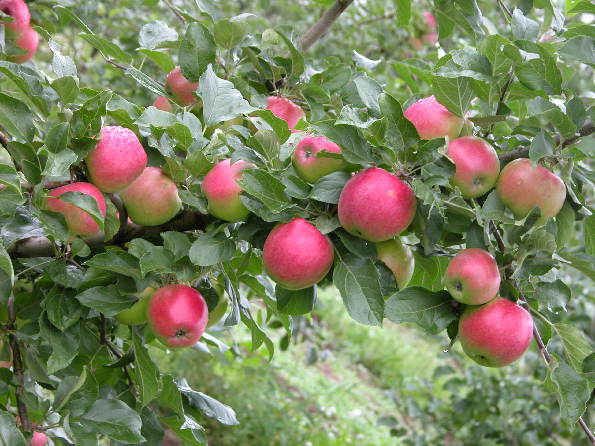 Веньяминовское https://sadyopolya.ru/catalog/product/веньяминовское/