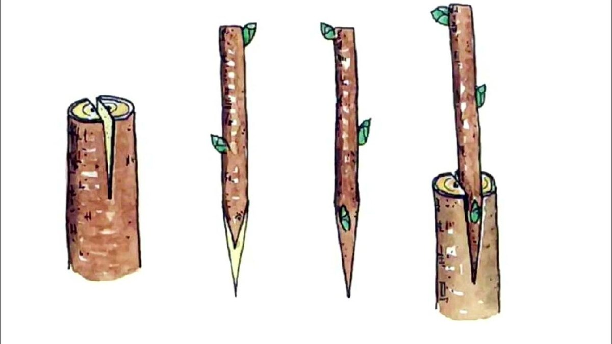 Прививка саженца https://www.youtube.com/watch?v=AsTaA31cIsk