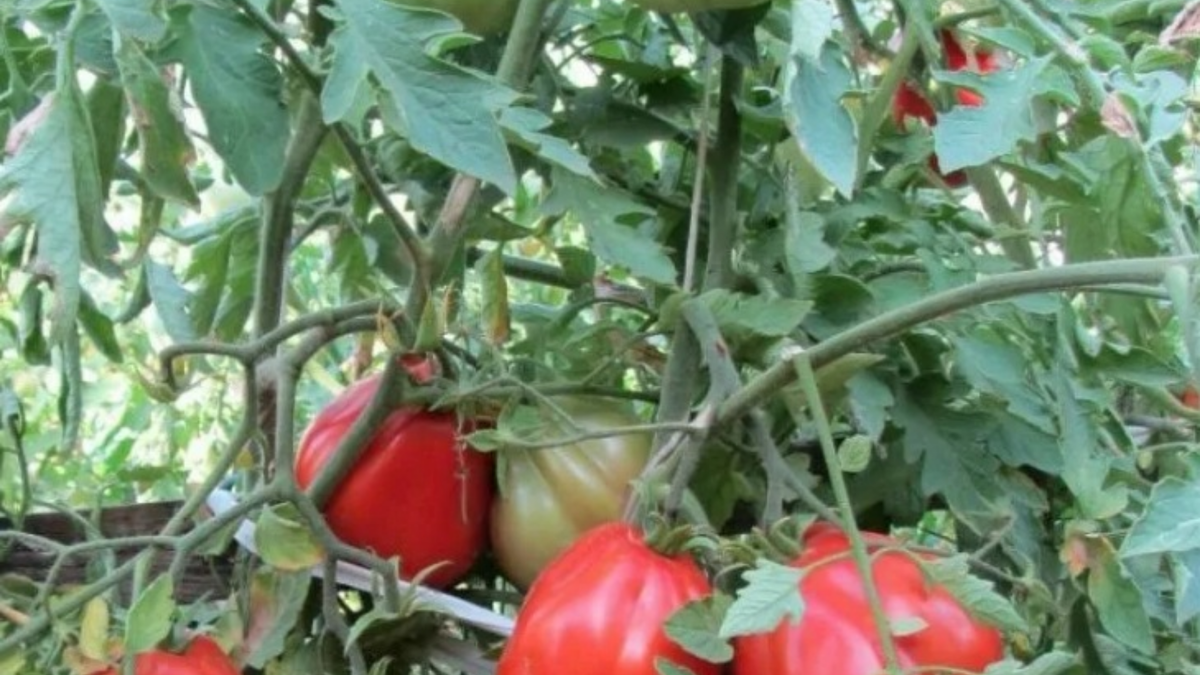 100 пудов оправдывает свое название - плоды действительно тяжелые