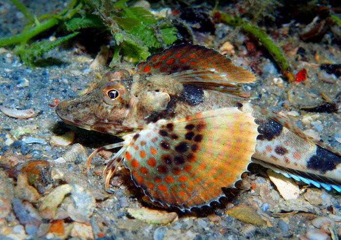 Серая тригла