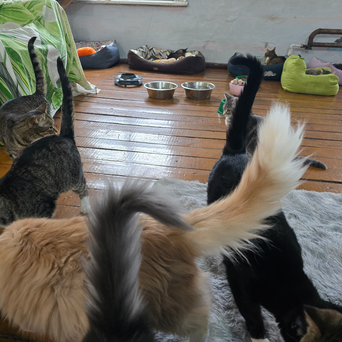 котики играют но глаза грустные