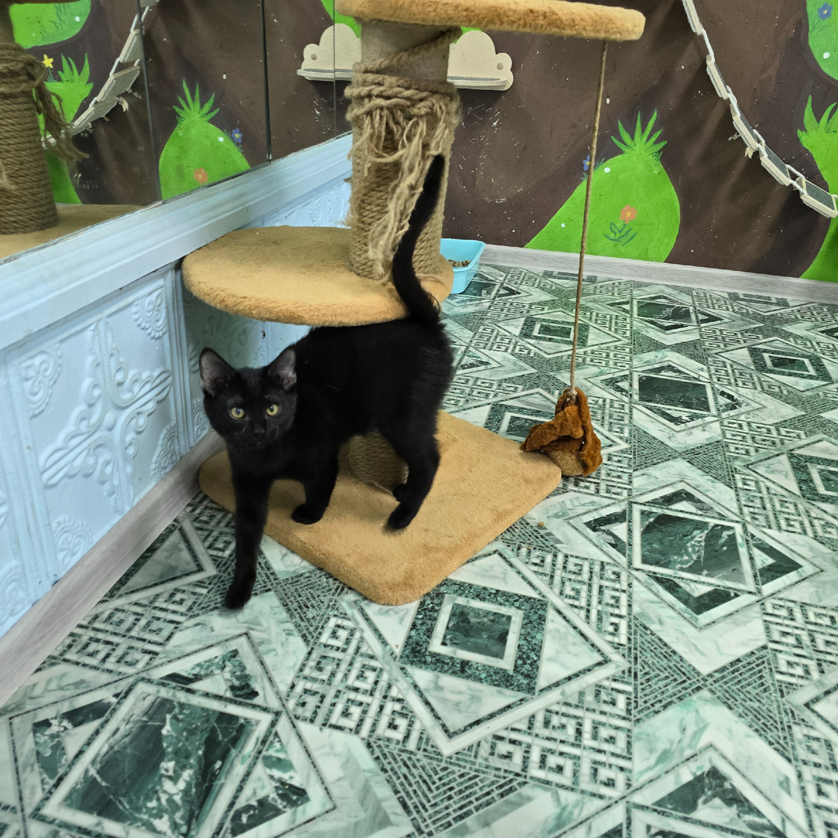 черная кошечка одинокая под игрушкой