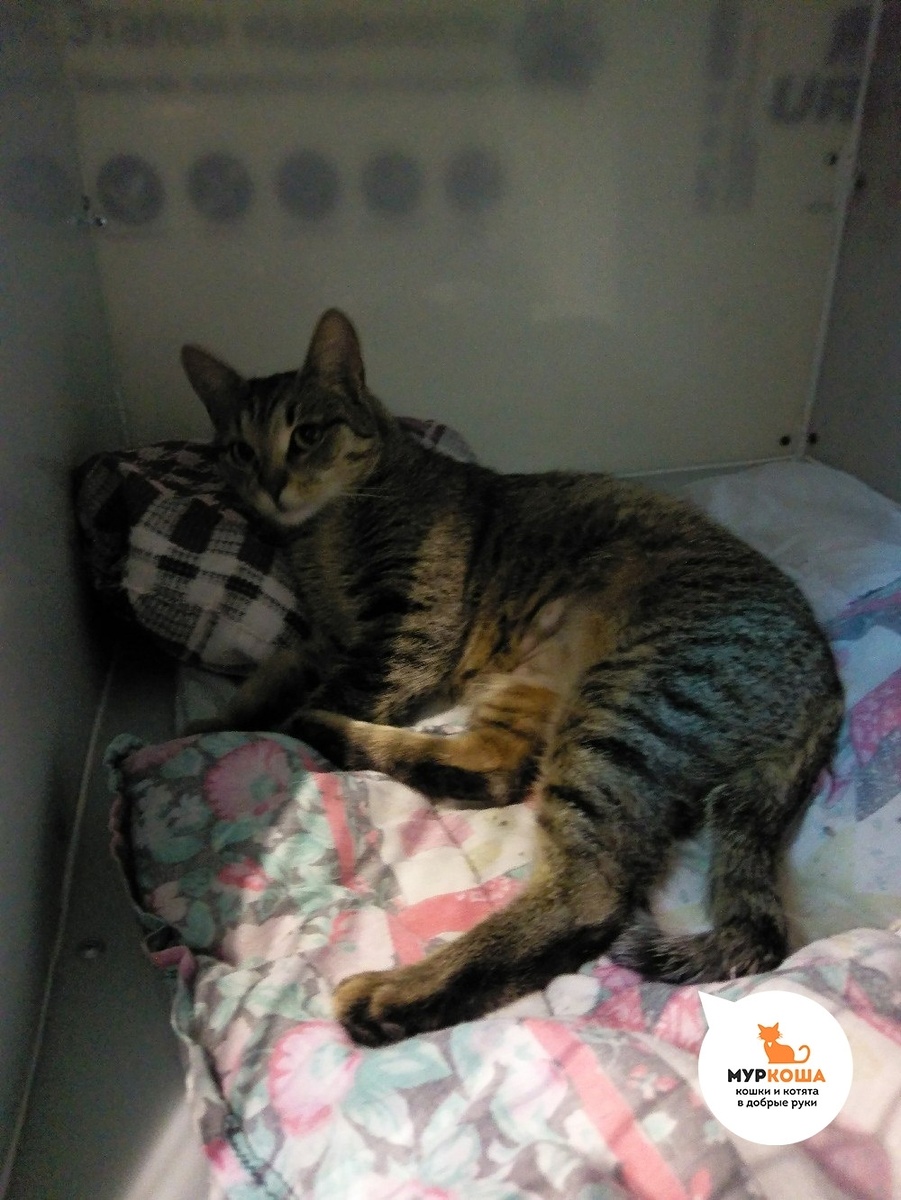 Домашнюю кошечку Сильву не просто выставили за дверь, а подбросили в подвал многоквартирного дома.