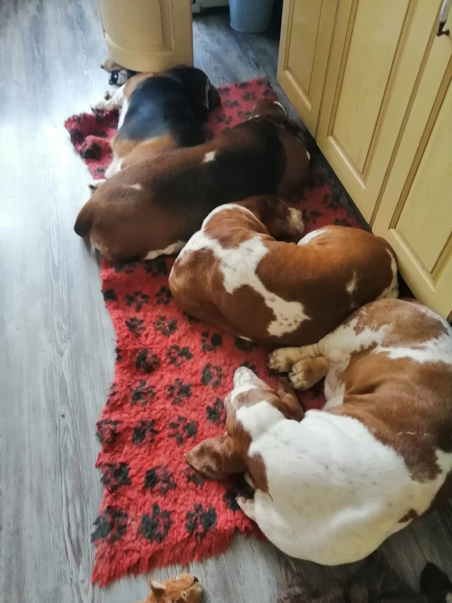 Бассеты после прогулки.