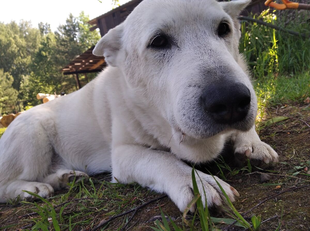 После укуса гадюки