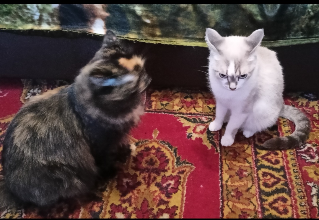 Фото автора. Мои Соня и Тося