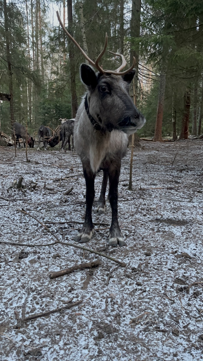 Олень думает