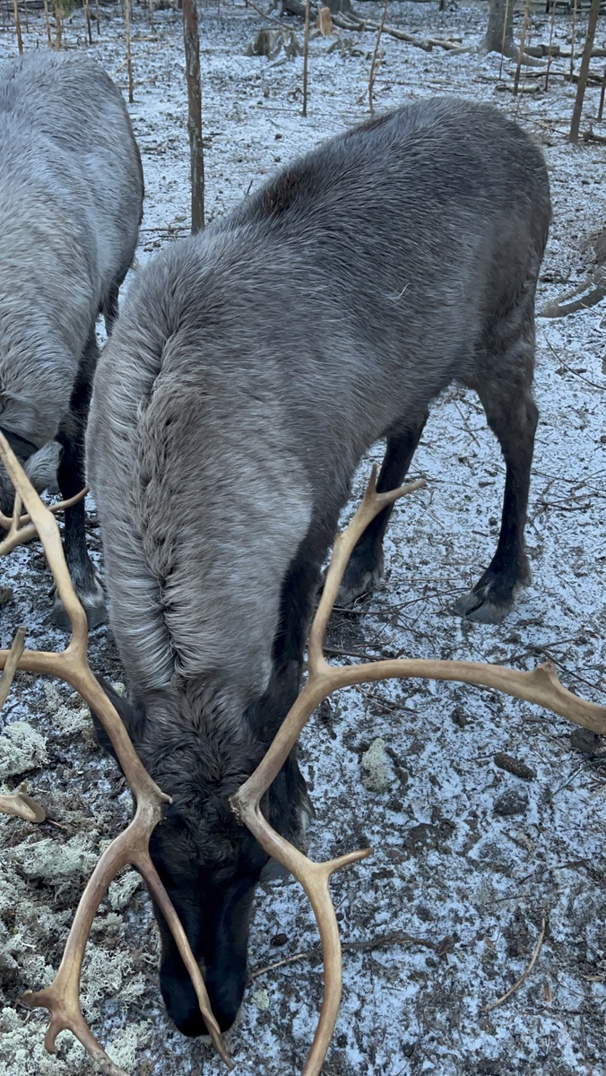 Олень питается ягелем