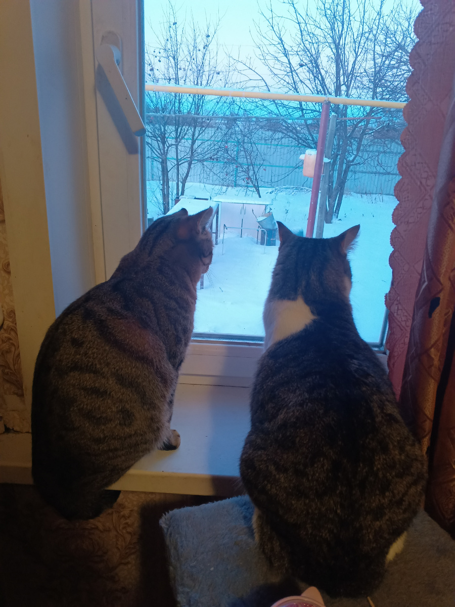 Девочки смотрят в окно