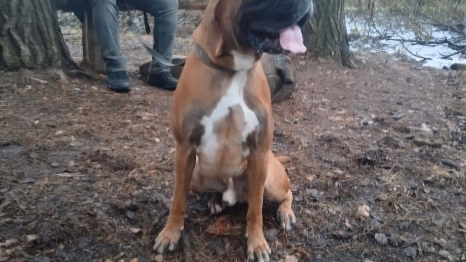 Соломон: Дома