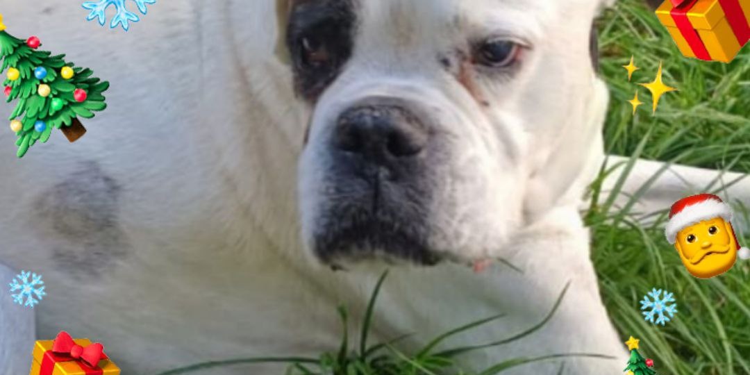 🎍🎍🎍Здравствуй, Дед Мороз! Я конечно понимаю, что я уже большой, чтобы что-то просить у тебя, но я все равно попробую