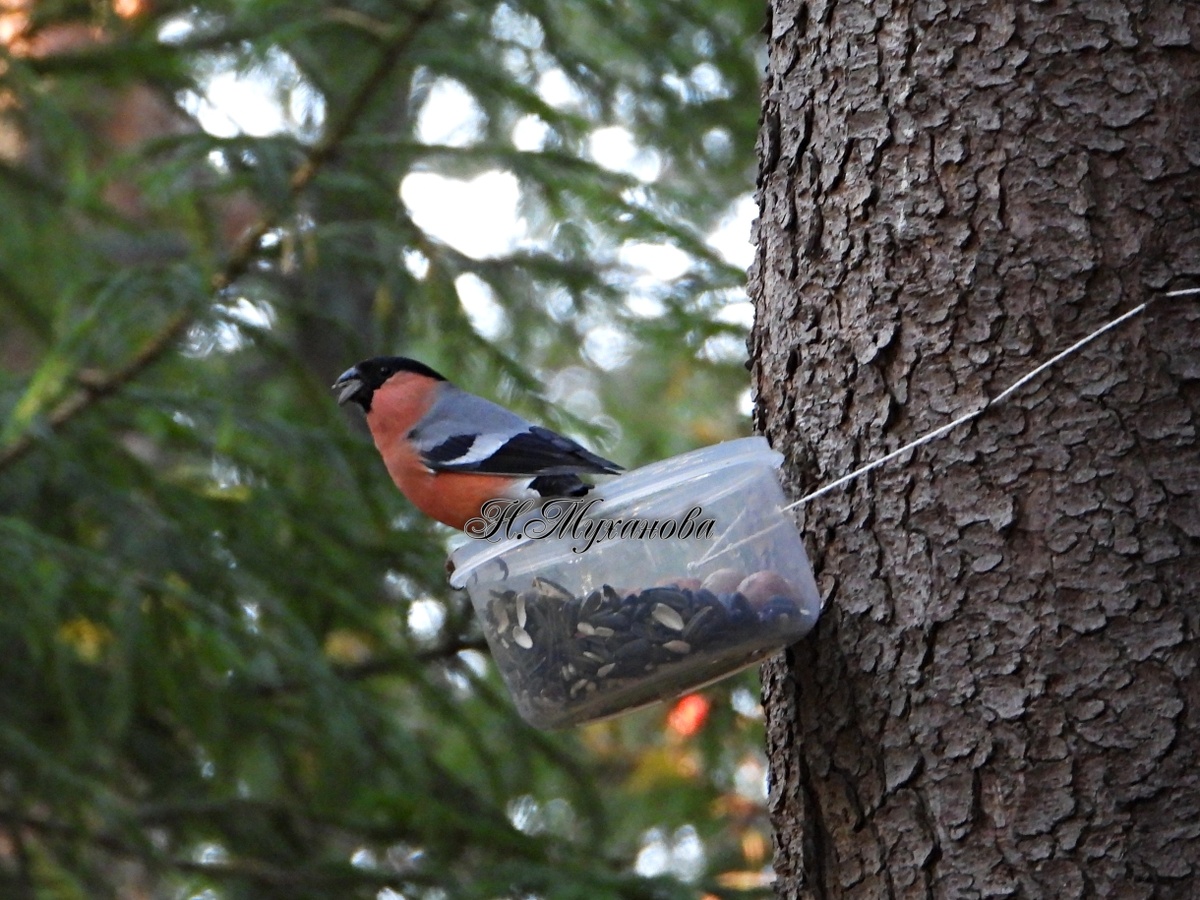 Снегирь на кормушке в октябре