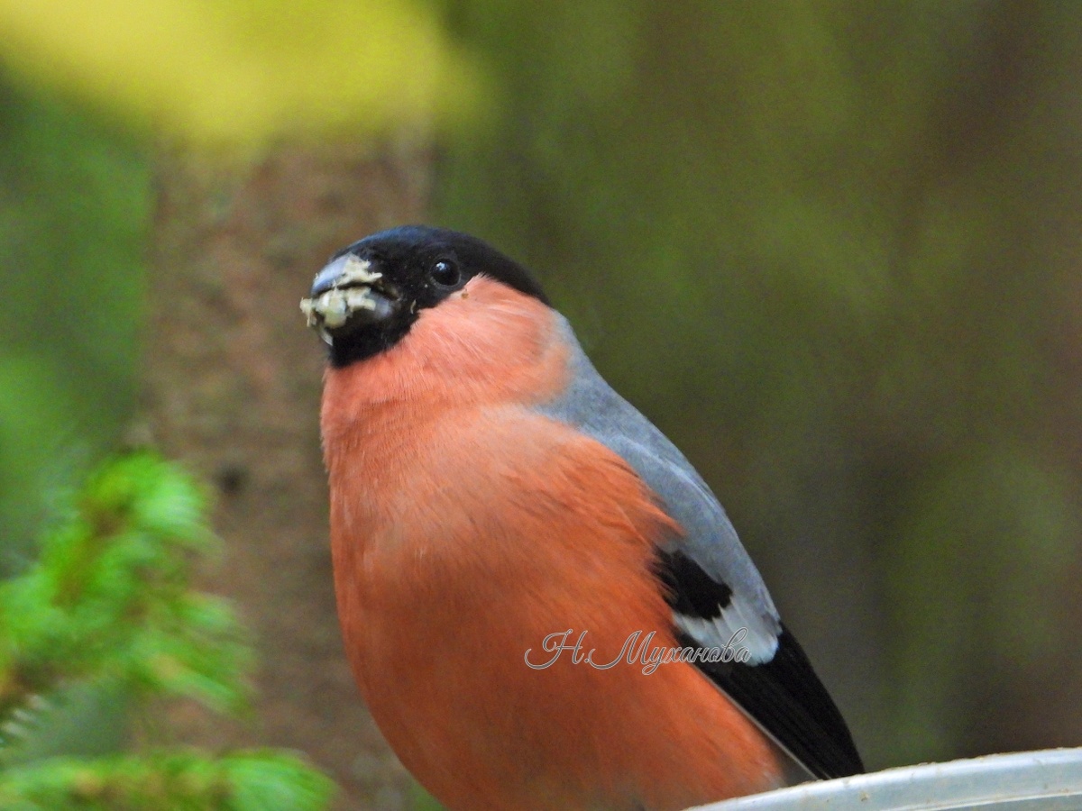 Снегирь на кормушке в октябре