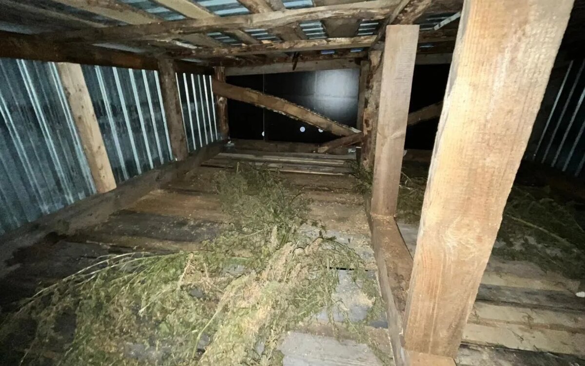    Более 1,5 кг конопли изъяли у жителя Малопургинского района