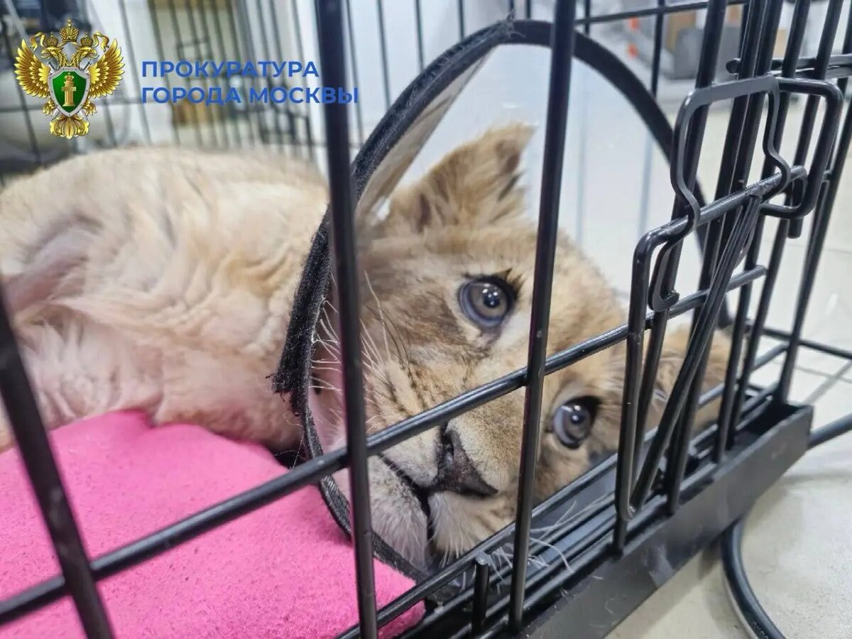    Фото: пресс-служба прокуратуры Москвы