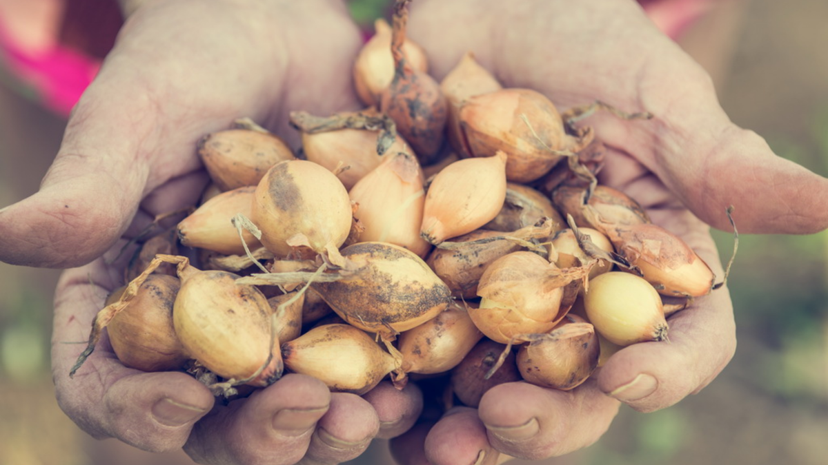Мой домашний севок - крупный, здоровый, без болезней