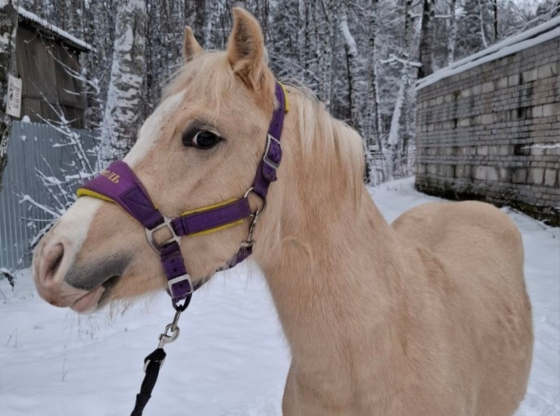   Спортивная школа с ипподромом в Костроме