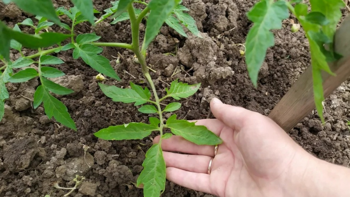 Правильная техника обрыва - основа здорового роста