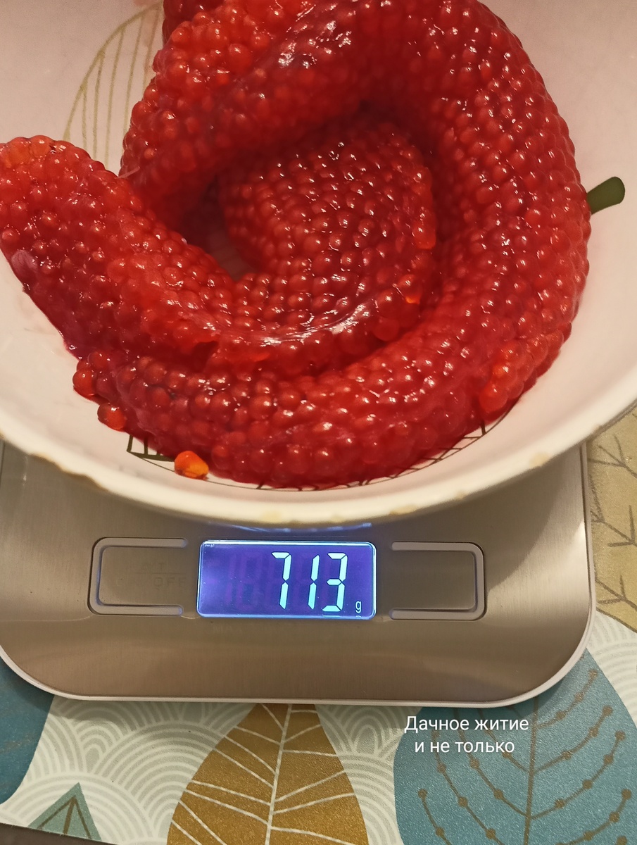 Чистый вес икры 300 гр. Фото автора