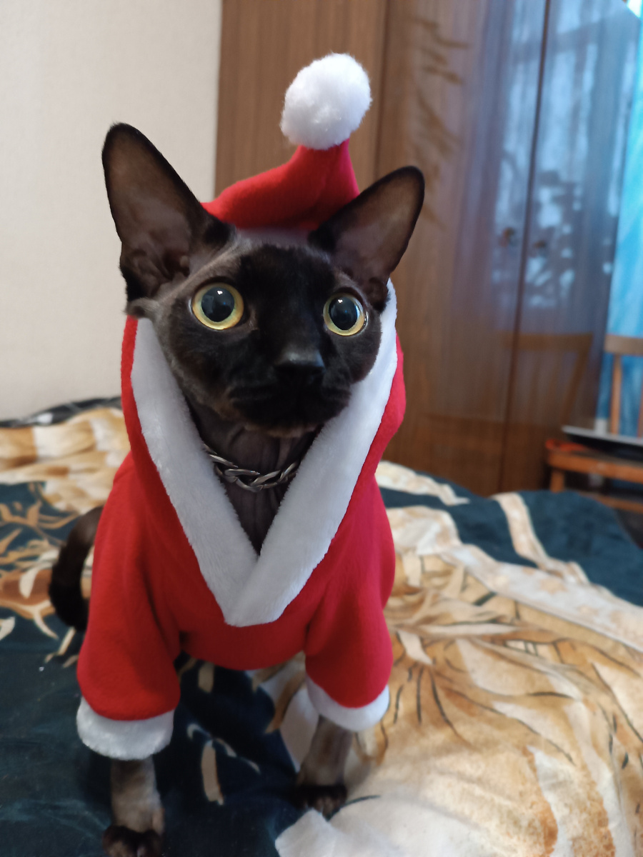 Новогоднее чудо 2025