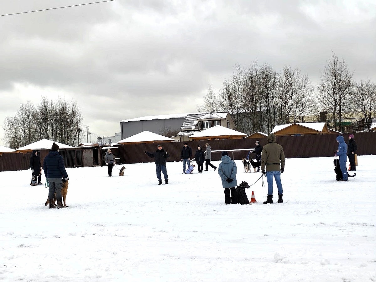 Групповые занятия по дресситровке в кинологическом центре "Атаман"