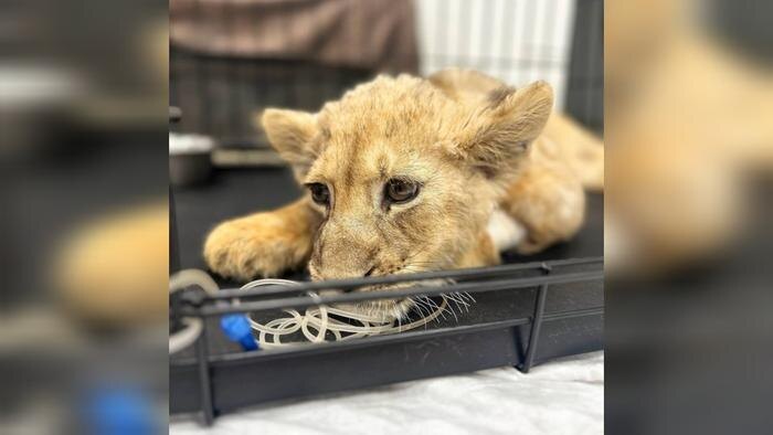 Обложка © Telegram / ПРОКУРАТУРА МОСКВЫ