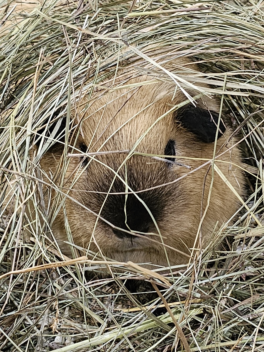 Играет в разведчика