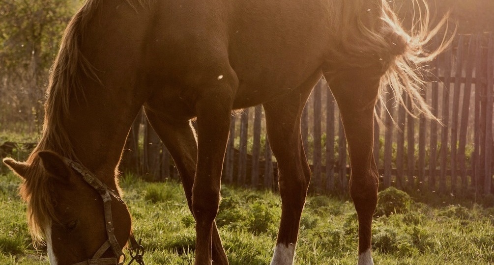 С наступающим годом лошади!