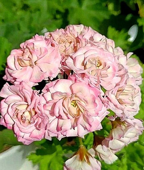 ЮВ-Звезда Водолея 