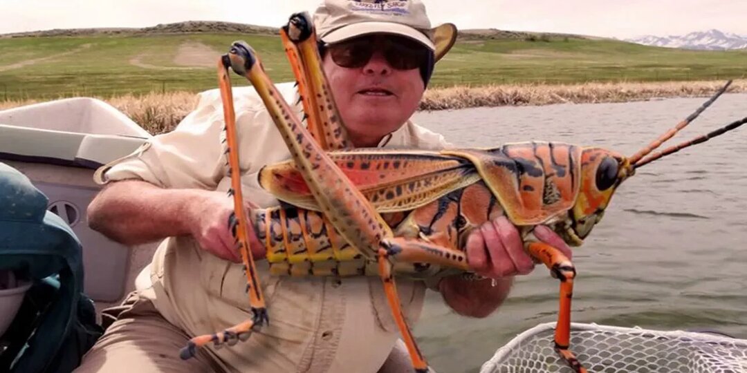 Они вообще с нашей планеты? Самые огромные насекомые в мире!