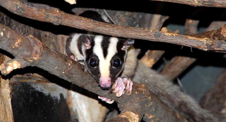    пресс-служба Департамента культуры города Москвы