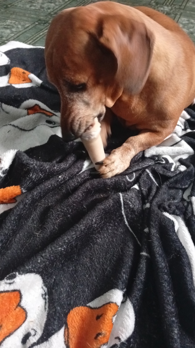 Такса Леди ест поросячий хвост