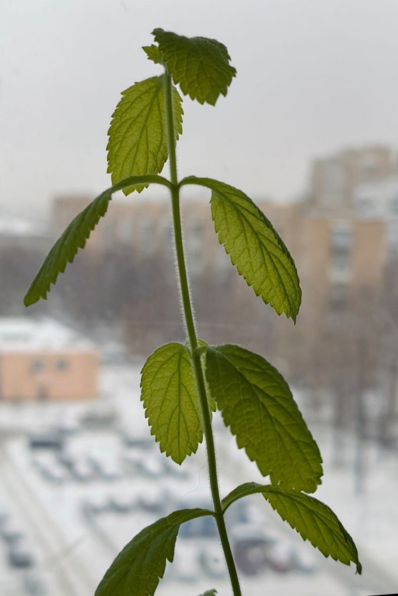 Вербена бонарская